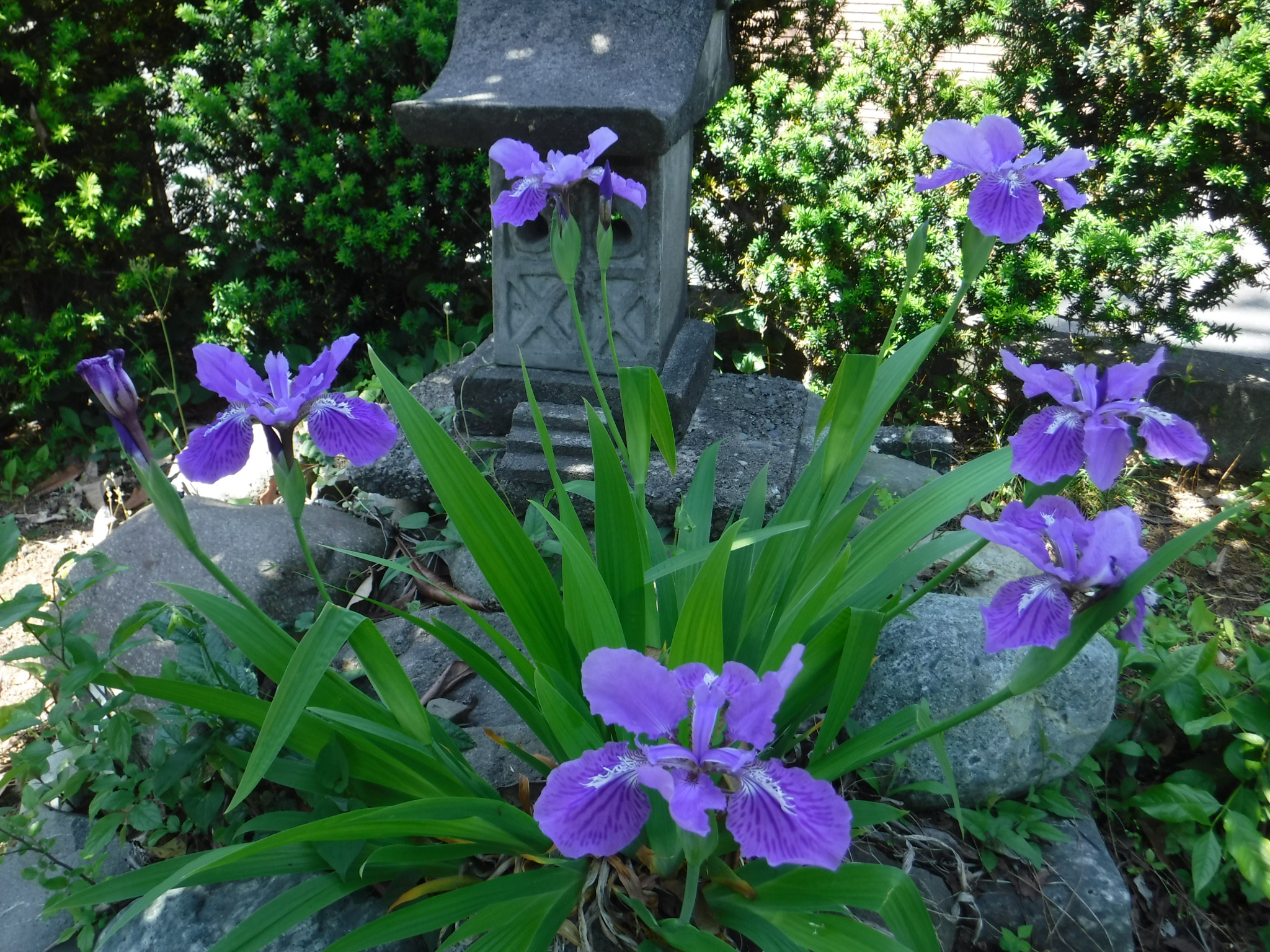 DSCF6568　●イチハツ.jpg